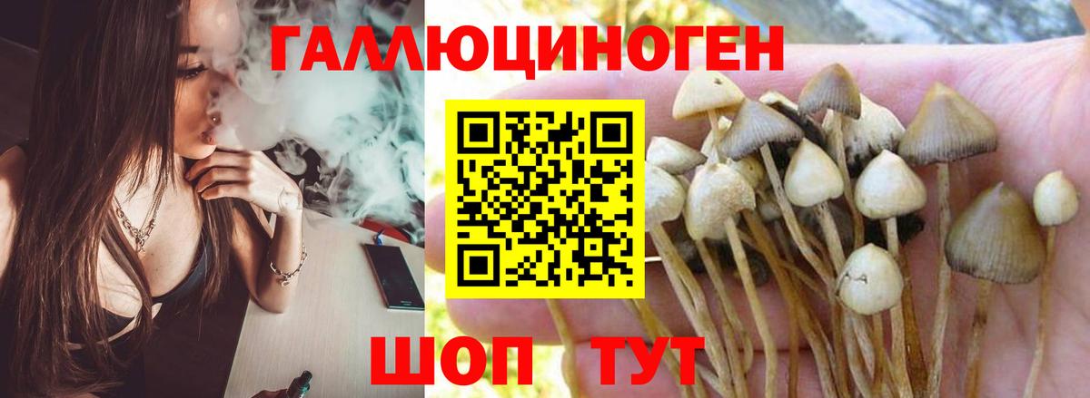 Псилоцибиновые грибы Psilocybe Усть-Илимск